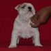 chiots bouledogues anglais